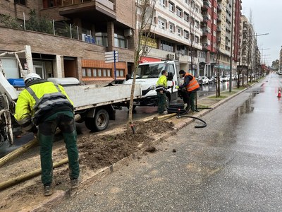 En marxa la plantació de mig miler d’arbres als carrers de tots els barris durant aquest hivern