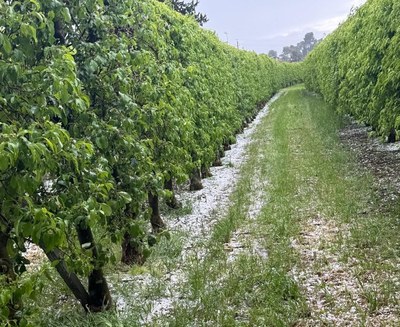 L’Horta de Lleida, afectada per la primera calamarsada de la campanya fructícola