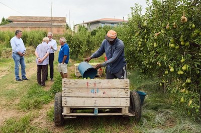L’Horta de Lleida inicia la collita de la pera