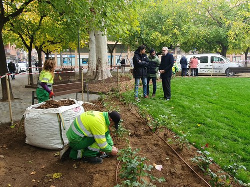 Imatge de la notícia La Paeria iniciarà aquest desembre la plantació de 650 arbres a la ciutat