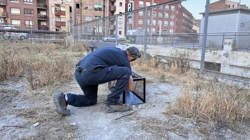Imatge de la notícia La Paeria millora el control i la gestió ètica de les colònies felines a Lleida