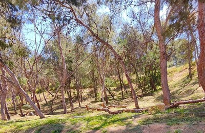 La Paeria millora la gestió de l’agrupació de gats comunitaris del Parc de Santa Cecília