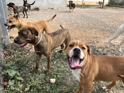 La Paeria millorarà les instal·lacions del Centre d’Acollida d’Animals de Companyia