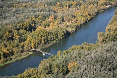 La Paeria talarà una desena d’arbres en mal estat per a prevenir la seva caiguda