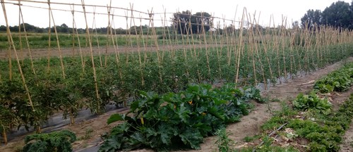 Imatge de la notícia Obert un nou període per sol·licitar una finca professional al Viver d’Agricultors de Rufea 