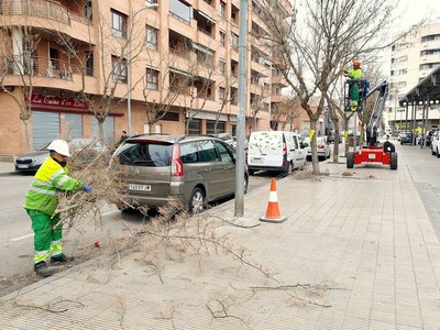 Recta final de la campanya d’esporga de l’arbrat