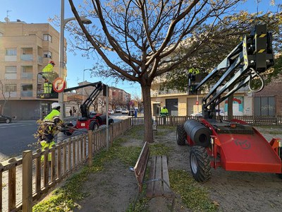 Tasques d’esporga en més de 5.000 arbres de la ciutat