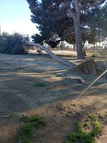 Imatge de la notícia Substitució de l’arbrat del pati de l’escola Sant Jordi, a petició de les famílies