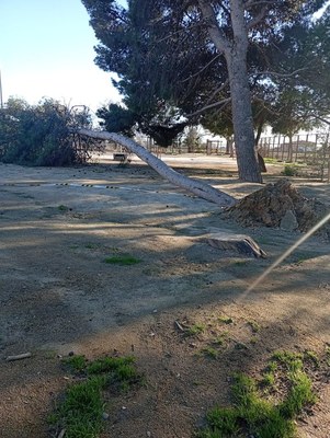 Substitució de l’arbrat del pati de l’escola Sant Jordi, a petició de les famílies