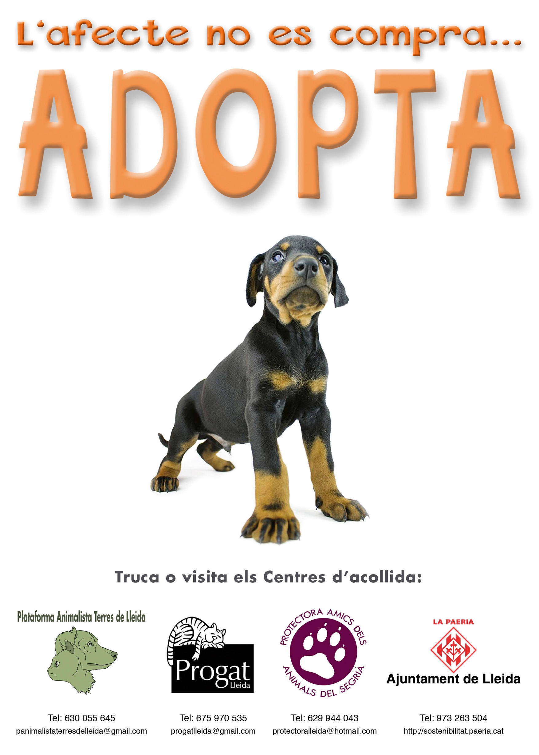 Campanya adopció cara A.JPG