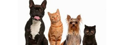Imatge de la notícia Adoptar un gos o un gat al CAAC Lleida