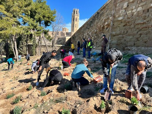 Imatge de la notícia El Turó de la Seu Vella acull una plantació popular en el marc del projecte de renaturalització