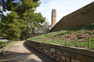 Recta final del projecte de renaturalització de la Seu Vella