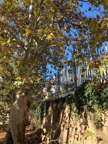 Imatge de la notícia Actuació sobre l’arbrat al costat de la via per garantir la seguretat ferroviària