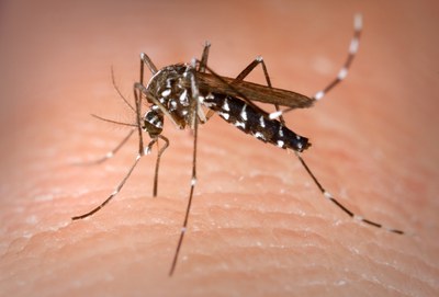 L'Ajuntament de Lleida actua en zones on proliferen larves per evitar la generació de mosquits 