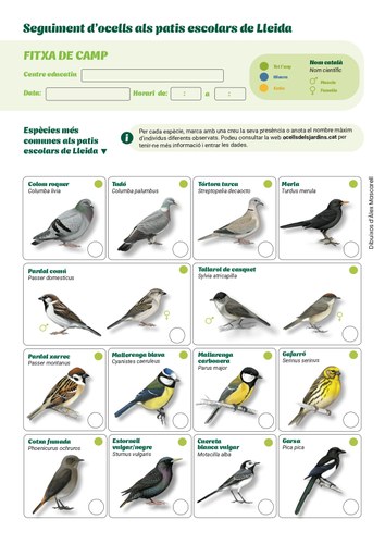 Imatge de la notícia Coneixes la biodiversitat d'ocells i invertebrats del teu pati escolar? 