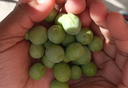 Imatge de la notícia Fem les nostres pròpies olives