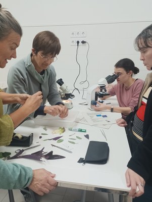 Invertebrats, ocells, plantes...Formació en biodiversitat a l'escola