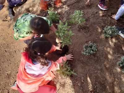 Plantació d’arbustos i activitats de l’hort a l’escola Riu Segre