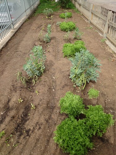 Imatge de la notícia L’hort escolar a l’escola Riu Segre de Lleida