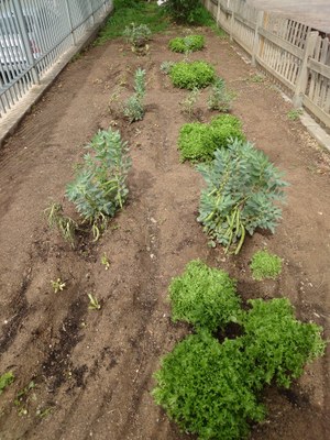 L’hort escolar a l’escola Riu Segre de Lleida