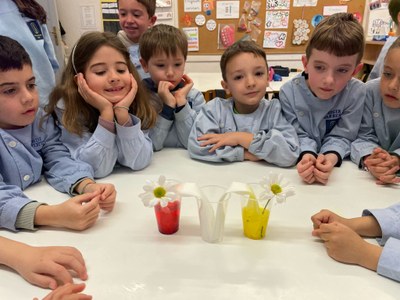 El projecte de les PLANTES