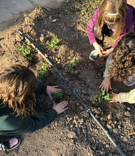 Imatge de la notícia Fem canvi de planter