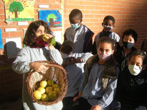 Imatge de la notícia Collita de llimones a la nostra escola