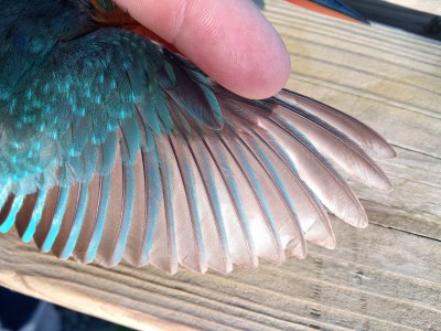 Imatge del event Anellament d'ocells a la Mitjana