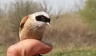 Anellament d'ocells a Rufea