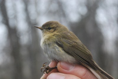 Anellament d'ocells al Parc de la Mitjana 