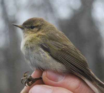 Imatge del event Anellament d'ocells al Parc de la Mitjana
