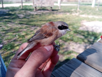 Imatge del event Anellament d'ocells als Aiguamolls de Rufea