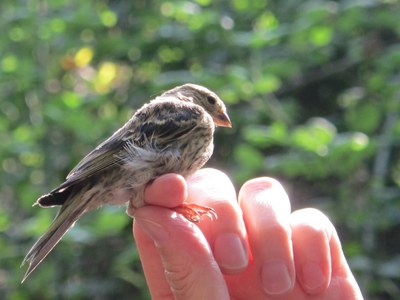 Imatge del event Anellament d'ocells als Aiguamolls de Rufea