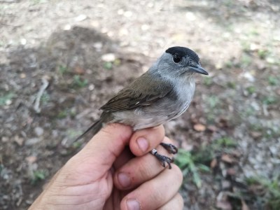 Imatge del event Anellament d'ocells als Aiguamolls de Rufea     