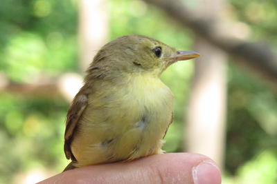 Imatge del event Anellament d'ocells a la Mitjana