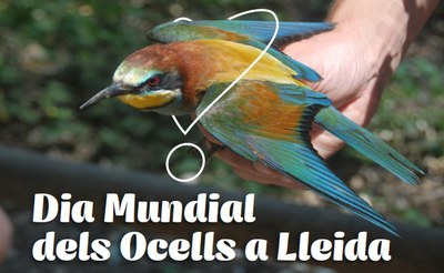 Imatge del event Dia Mundial dels ocells als Aiguamolls de Rufea - Diumenge, 6 d'octubre 2019