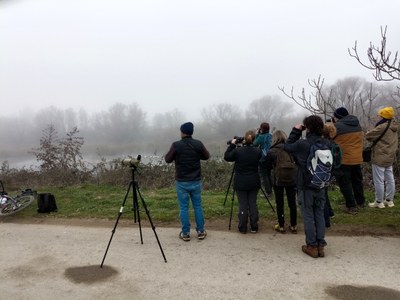 Imatge del event Cens d'ocells hivernants als espais humits de Lleida