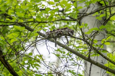 CENSOS DE FAUNA ALS ESPAIS NATURALITZATS DE LLEIDA: LA SEU VELLA  