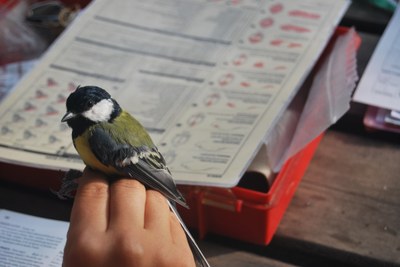 Curs flash d'introducció a l'ornitologia