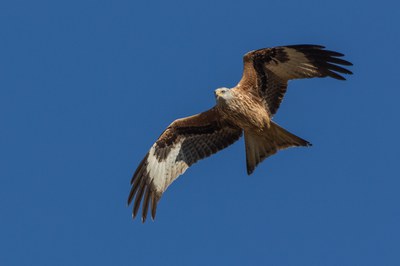 Imatge del event Curs. Identificar i conèixer els rapinyaires de la Plana de Lleida i els seus voltants