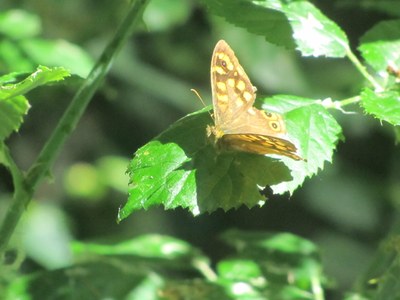 Imatge del event Ecodescoberta. Els jardins de pol·linitzadors