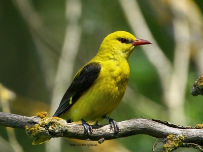 Imatge del event Ecodescoberta. Els ocells migradors del Parc de la Mitjana