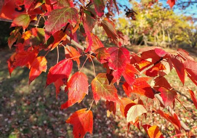 Imatge del event Ecodescoberta. La tardor a l'Arborètum