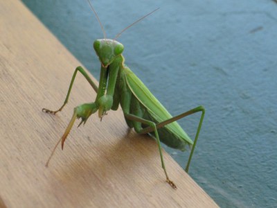 Imatge del event Ecodescoberta. Els insectes del Parc de la Mitjana