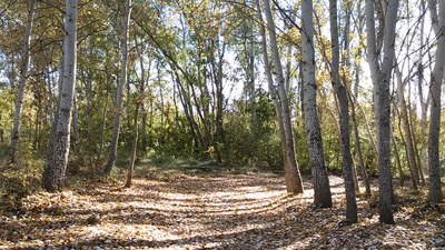 Imatge del event Ecodescoberta. La importància d'un bosc al costat de la ciutat