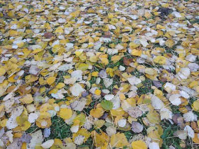 Imatge del event Ecodescoberta. La tardor a la Mitjana