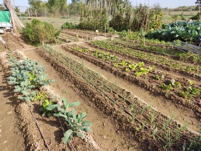 Imatge del event Hort d'autoconsum: com planificar les plantacions en funció de les nostres necessitats