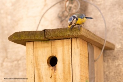 IV Taller de la Xarxa de Balcons Verds de Lleida “Un balcó verd… i ben viu!”