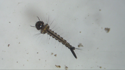 Punt d'observació +Biodiversitat. Els invertebrats del riu Segre al seu pas per Lleida